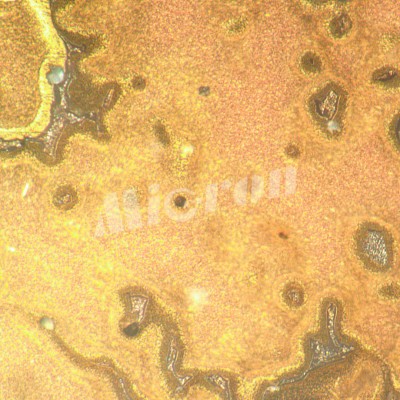 Микроскоп металлографический инвертированный MAGUS Metal V790 DIC (83485)