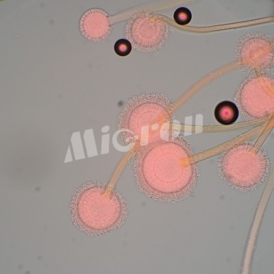 Микроскоп биологический MAGUS Bio 270T (83481)