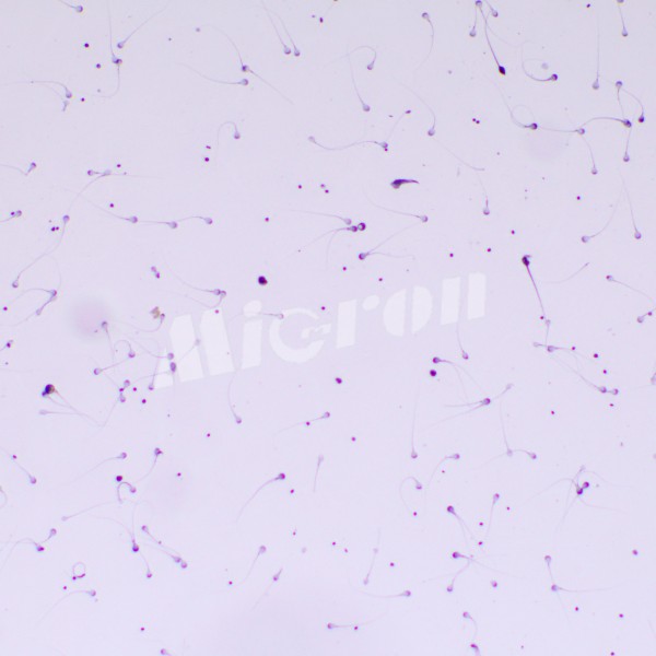 Микроскоп биологический MAGUS Bio 260T (83479)