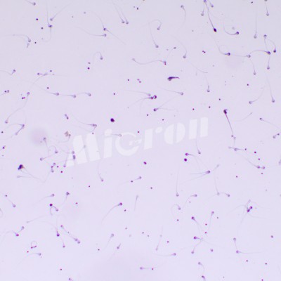 Микроскоп биологический MAGUS Bio 260T (83479)