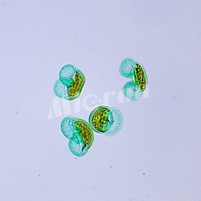 Микроскоп биологический MAGUS Bio 250BL (82889)