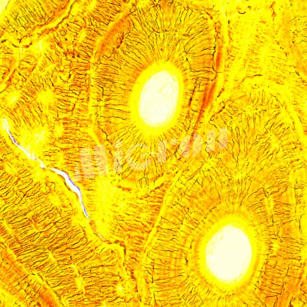 Микроскоп биологический MAGUS Bio 250B (82888)